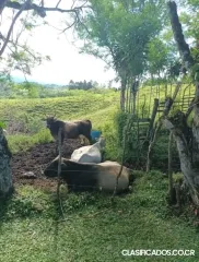SE VENDE BELLA FINCA Y CABAÑA EN SABALITO, COTO BRUS. 